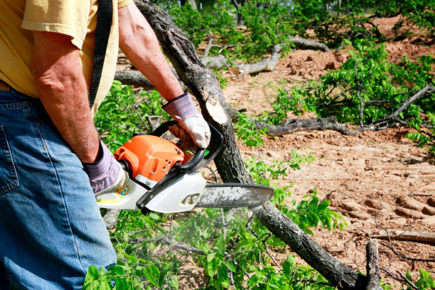 Residential Tree Removal in Moyock, NC